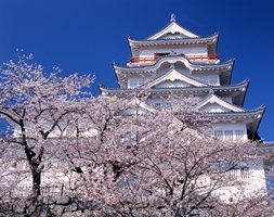 桜の福山城2