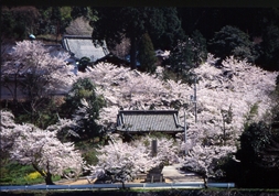 春の常国寺（熊野町）