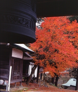 秋の常国寺