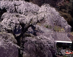 菅町のしだれ桜②