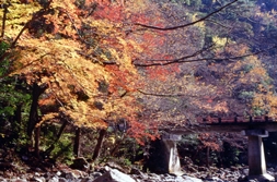 山野峡もみじ橋