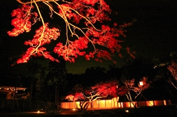 神勝寺 紅葉ライトアップ