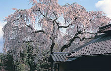 福泉坊のしだれ桜