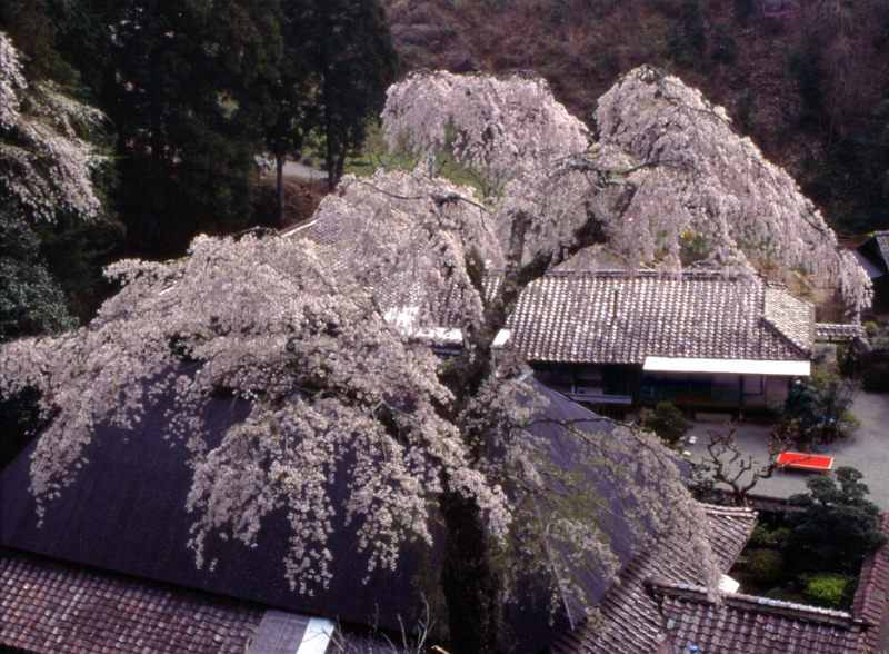 菅町のしだれ桜