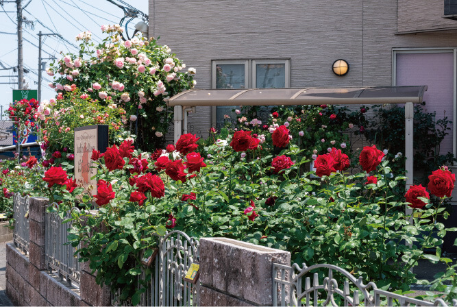 Jardin des Roses（おおもとウィメンズクリニック）