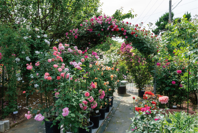 ローズガーデン江草