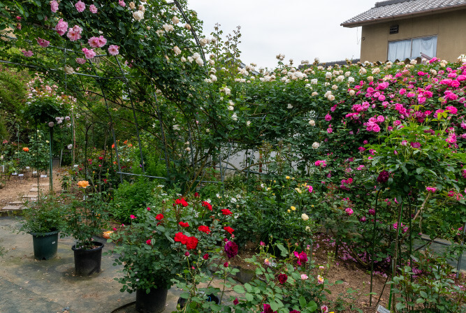 ローズガーデン江草