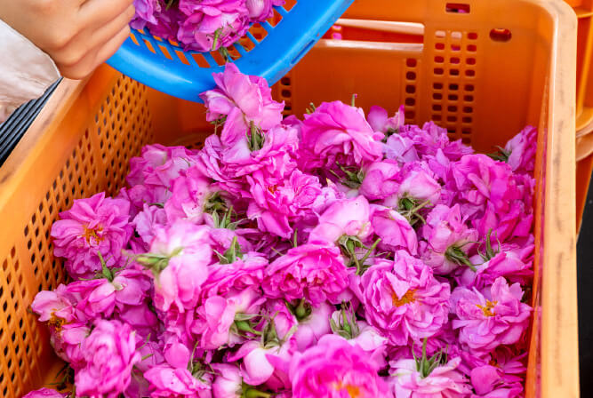 マチモト薔薇農園