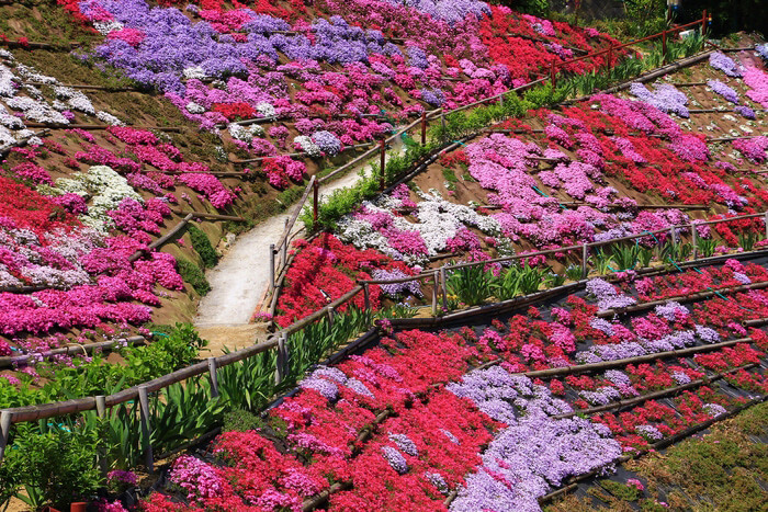 ふくろうの花畑