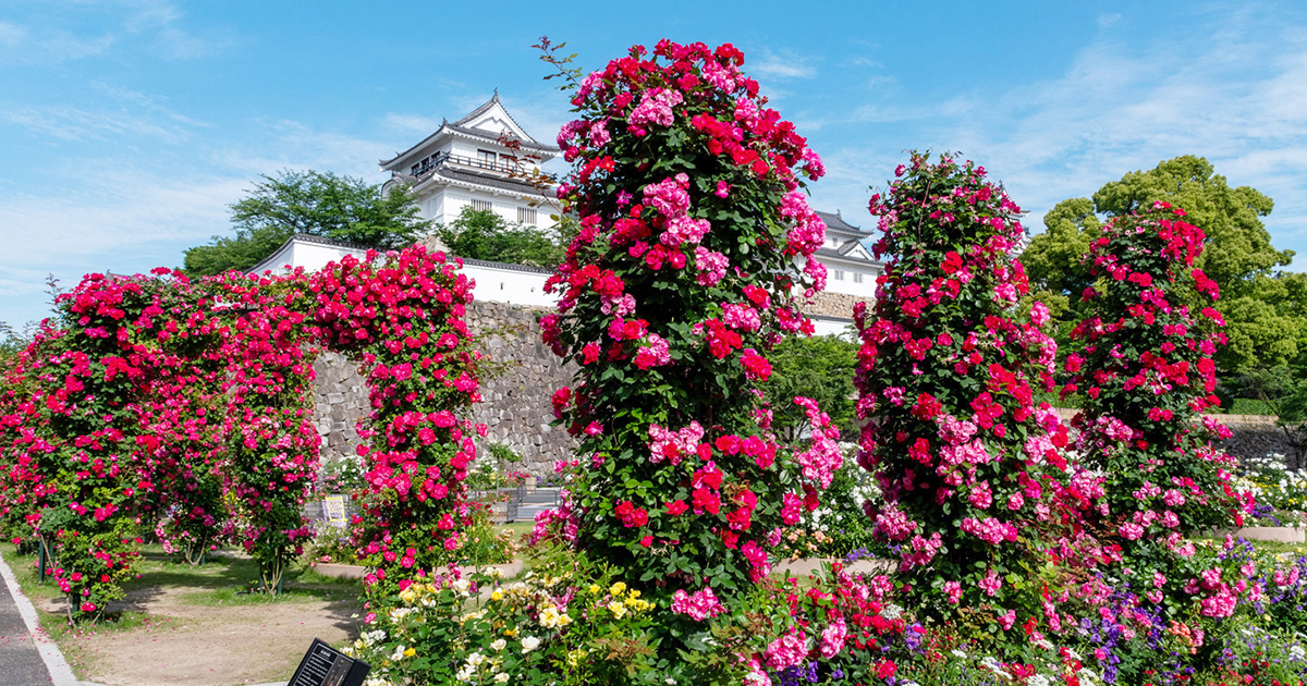 ばらのまち福山 ガーデンツーリズム | 福山観光コンベンション協会