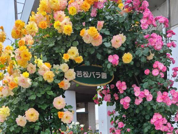 若松バラ園